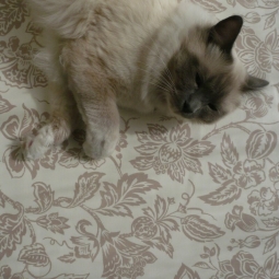 Nappe enduite Hortense lin