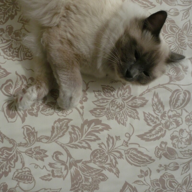 Nappe enduite Hortense lin