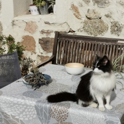 Wipe clean tablecloth Leaves grey/beige